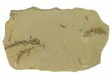 Dawn Redwood (Metasequoia) Fossils - Montana #165237-1